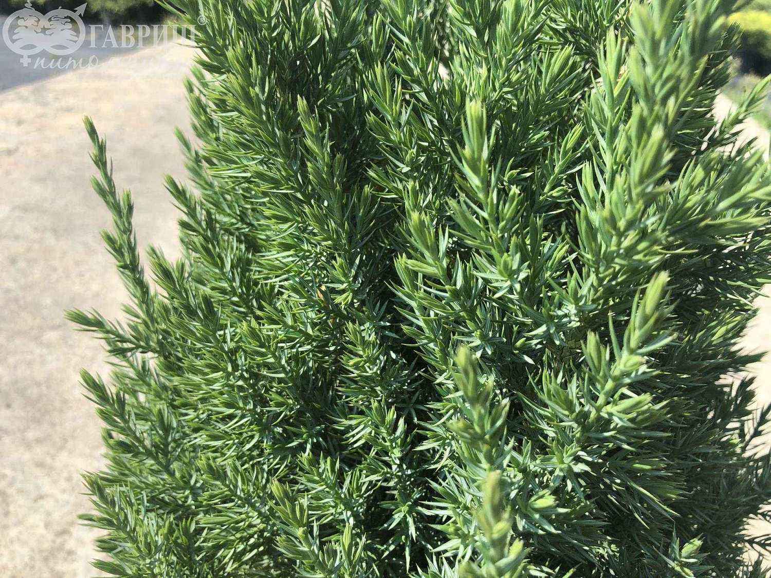 Можжевельник китайский Stricta