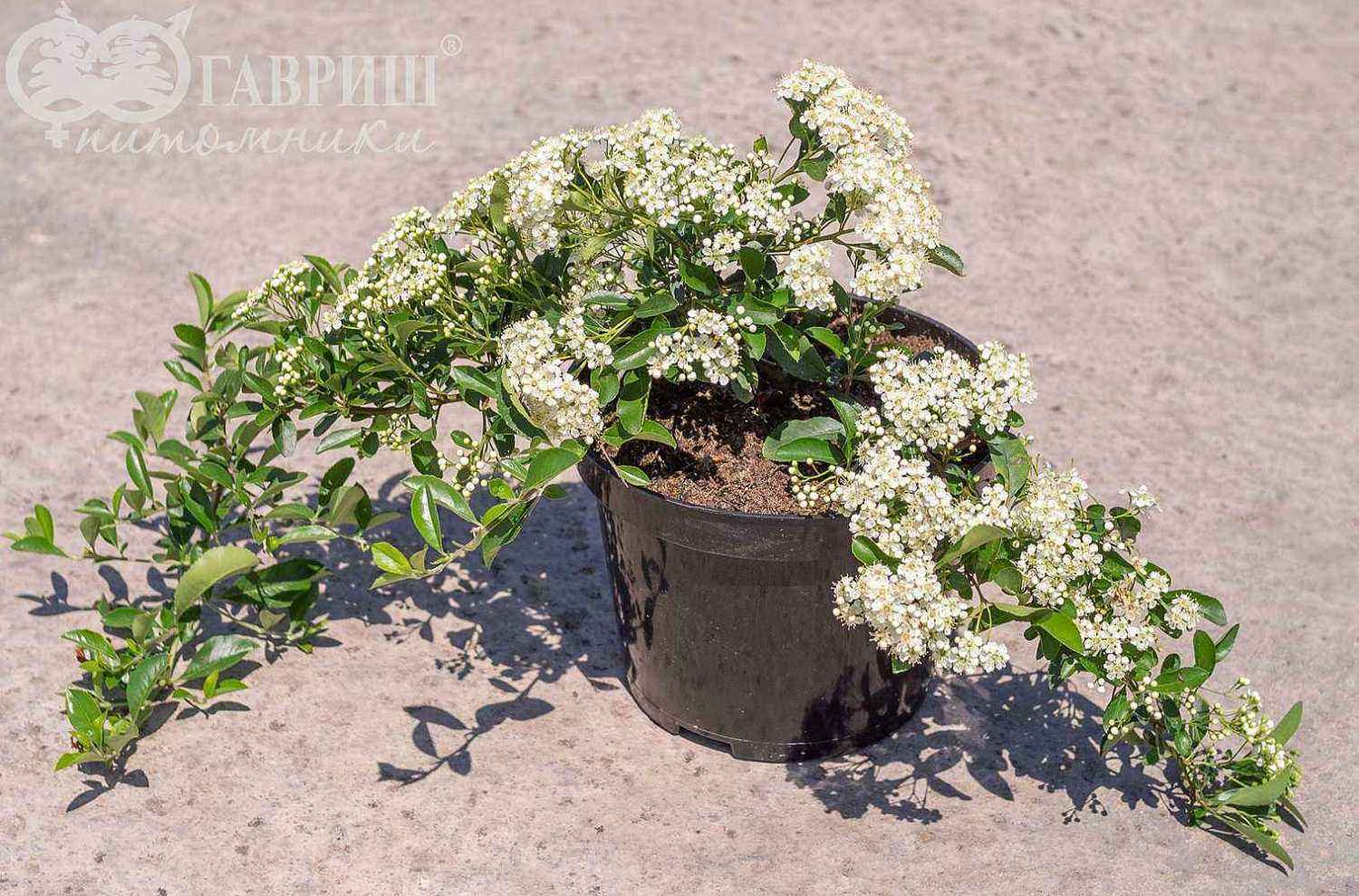 Пираканта шарлаховая Soleil d'Or