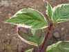 саженцы Дерен белый Sibirica Variegata