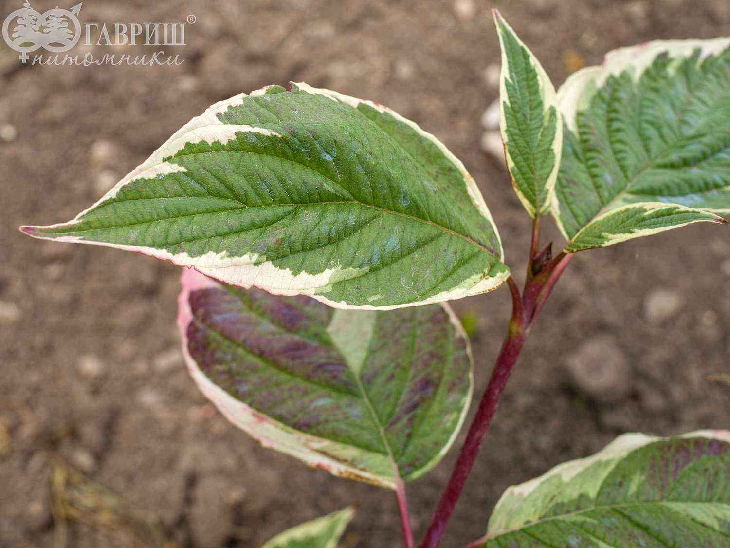 Дерен белый Sibirica Variegata