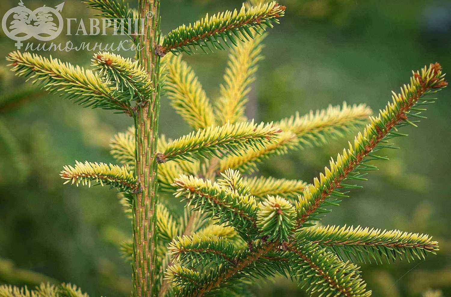 Ель восточная Aureospicata