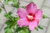 саженцы Гибискус сирийский  Pink Giant