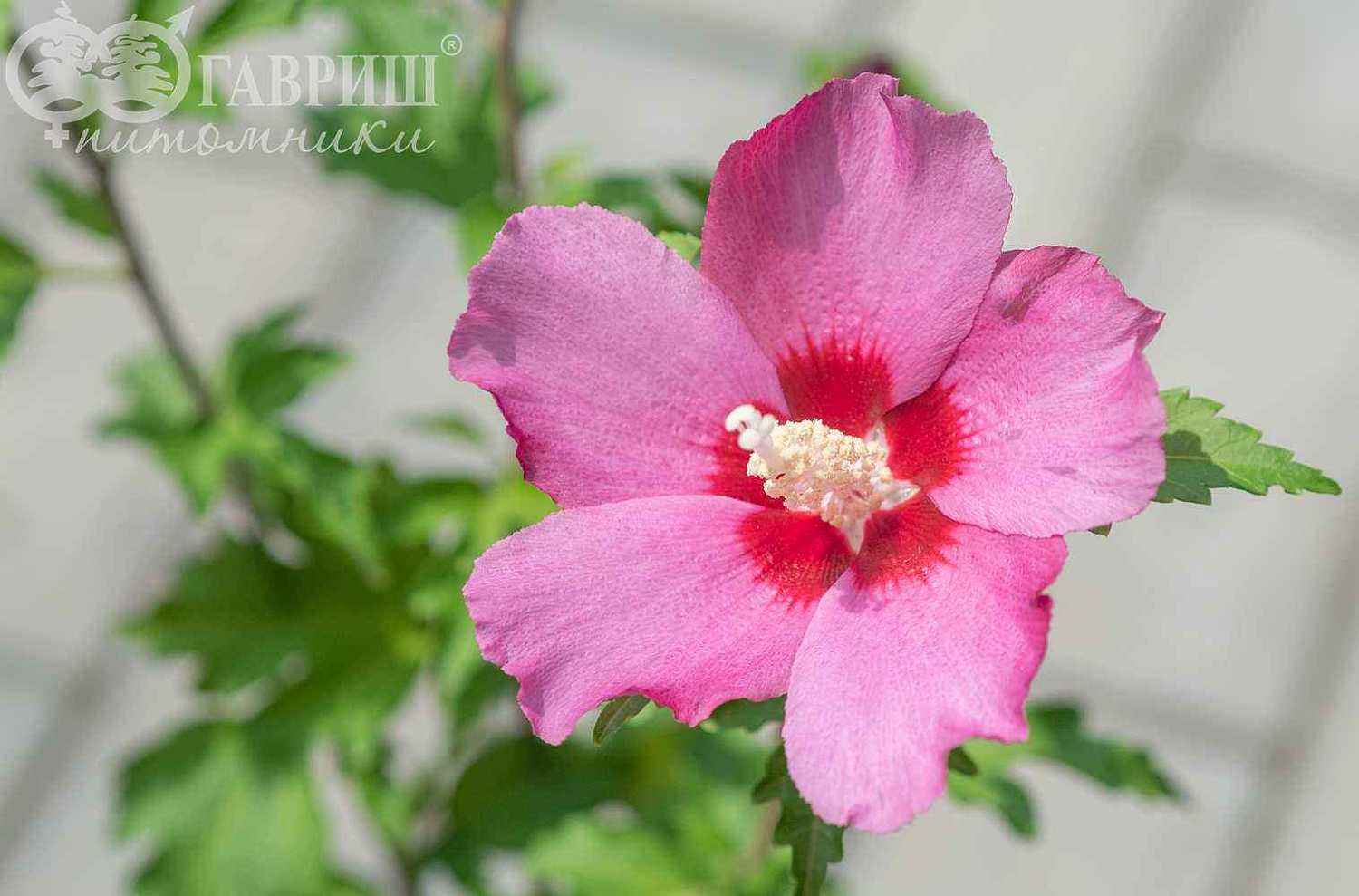 Гибискус сирийский  Pink Giant
