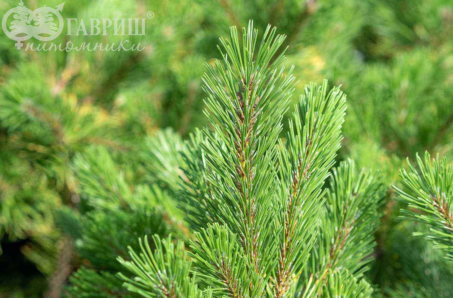 Сосна горная Ophir