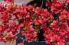 саженцы Азалия японcкая Fridoline