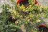 Купить можжевельник китайский expansa variegata деревья и растения