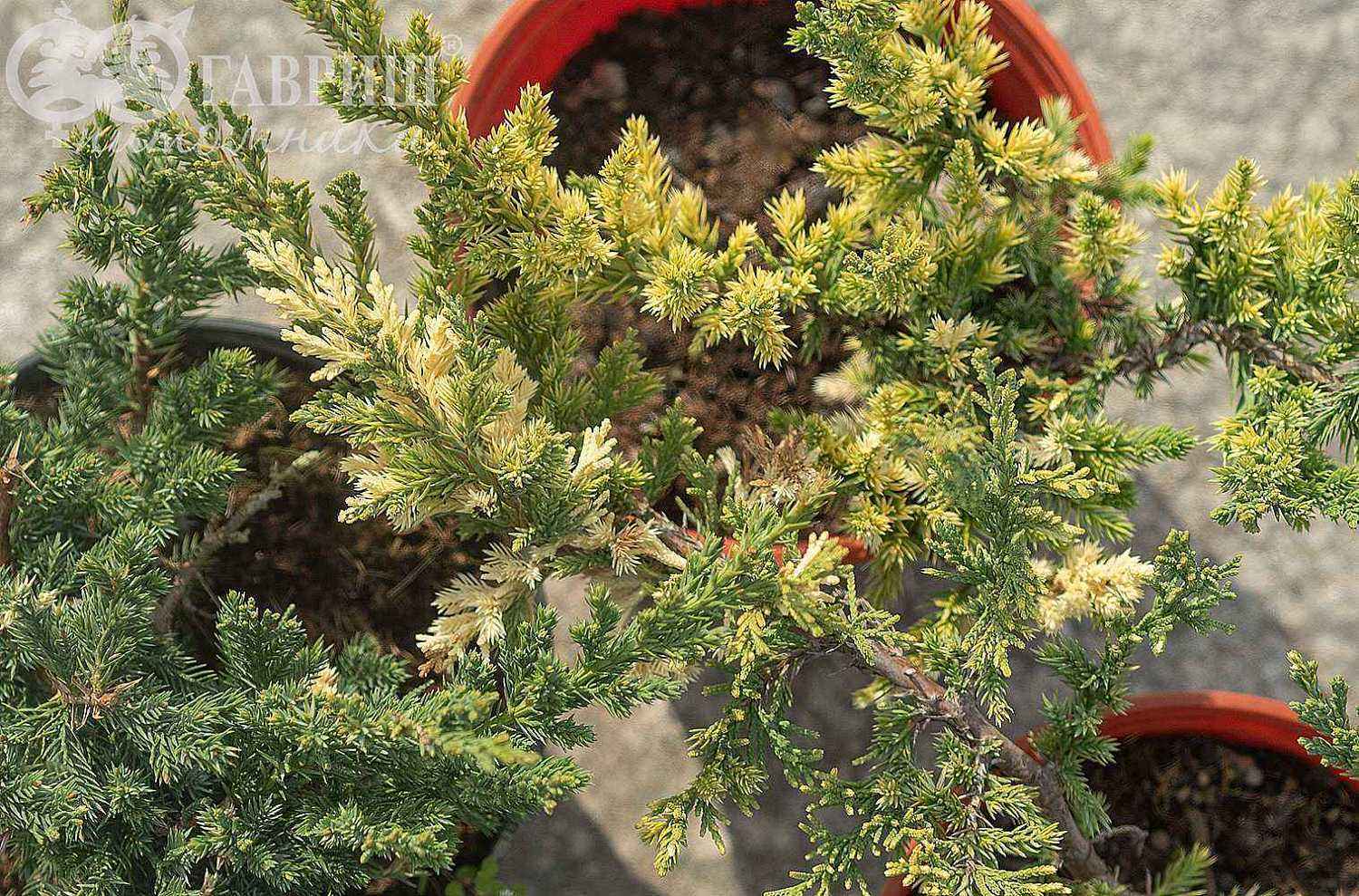 Можжевельник китайский Expansa Variegata