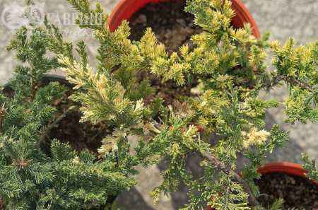 Купить можжевельник китайский expansa variegata деревья и растения