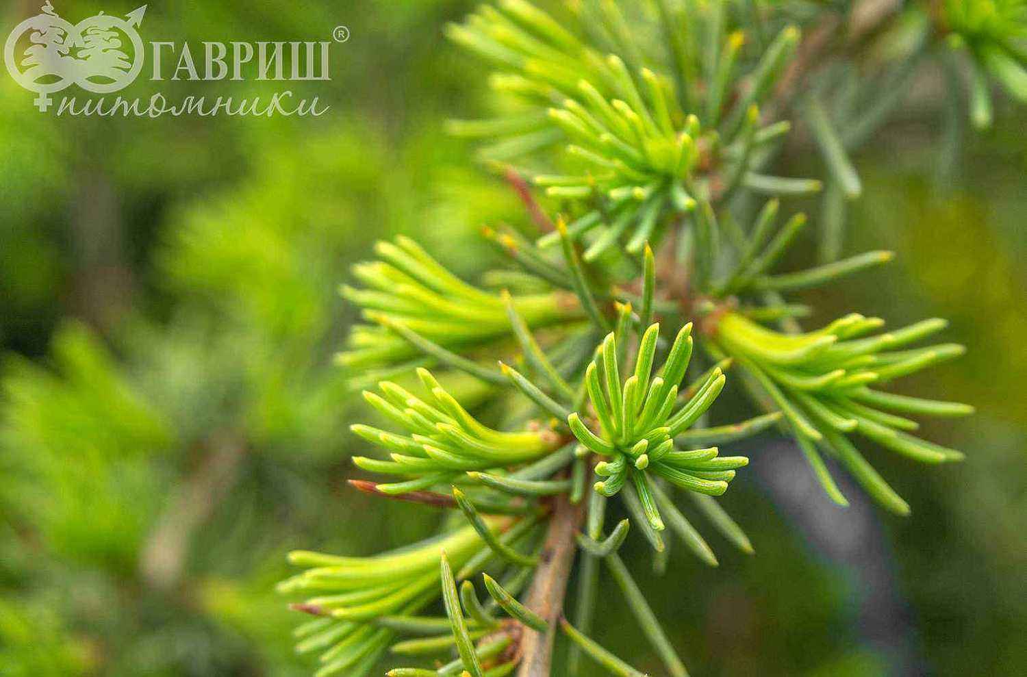 Кедр деодара Pendula
