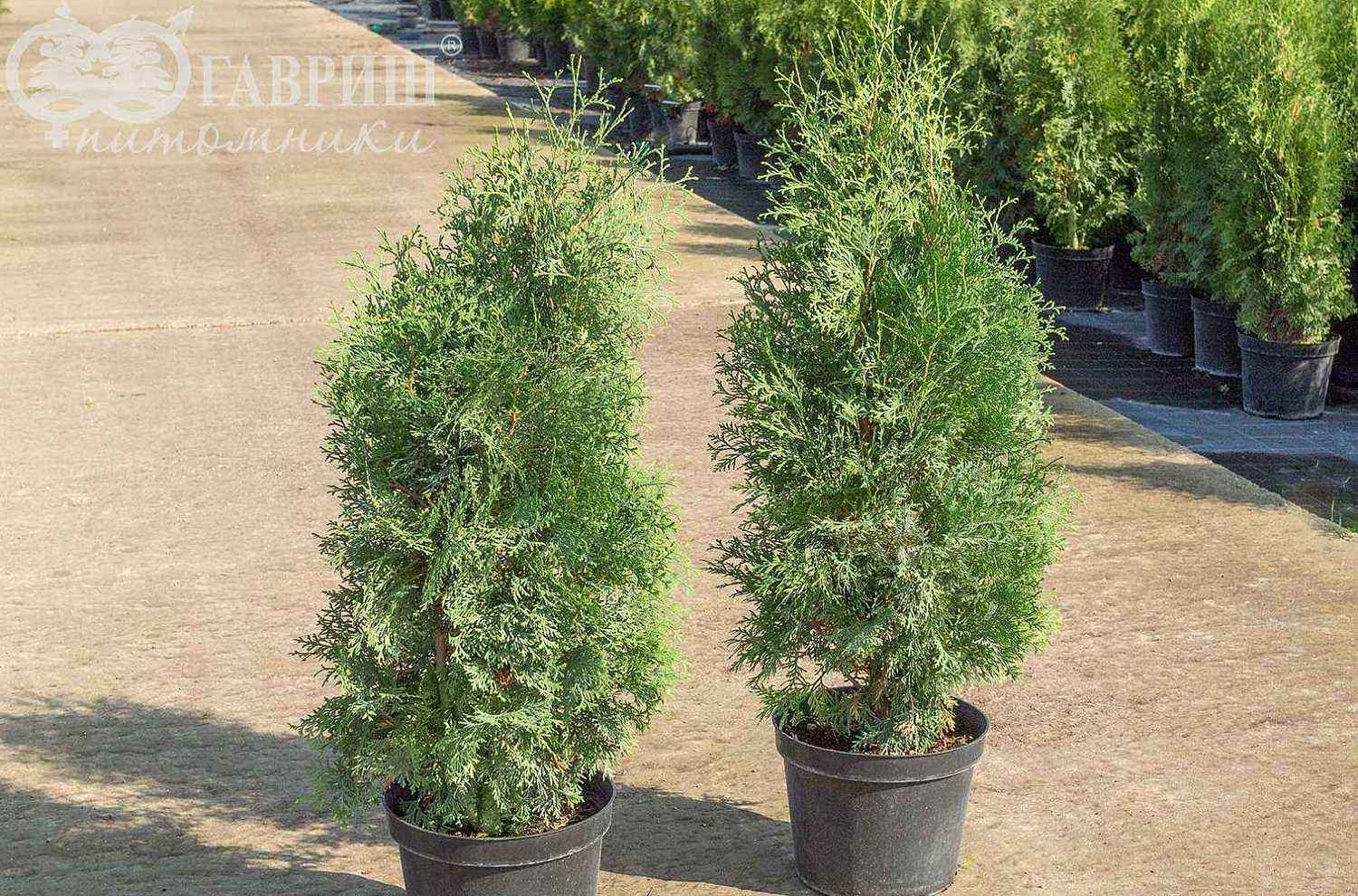 Туя западная Columna