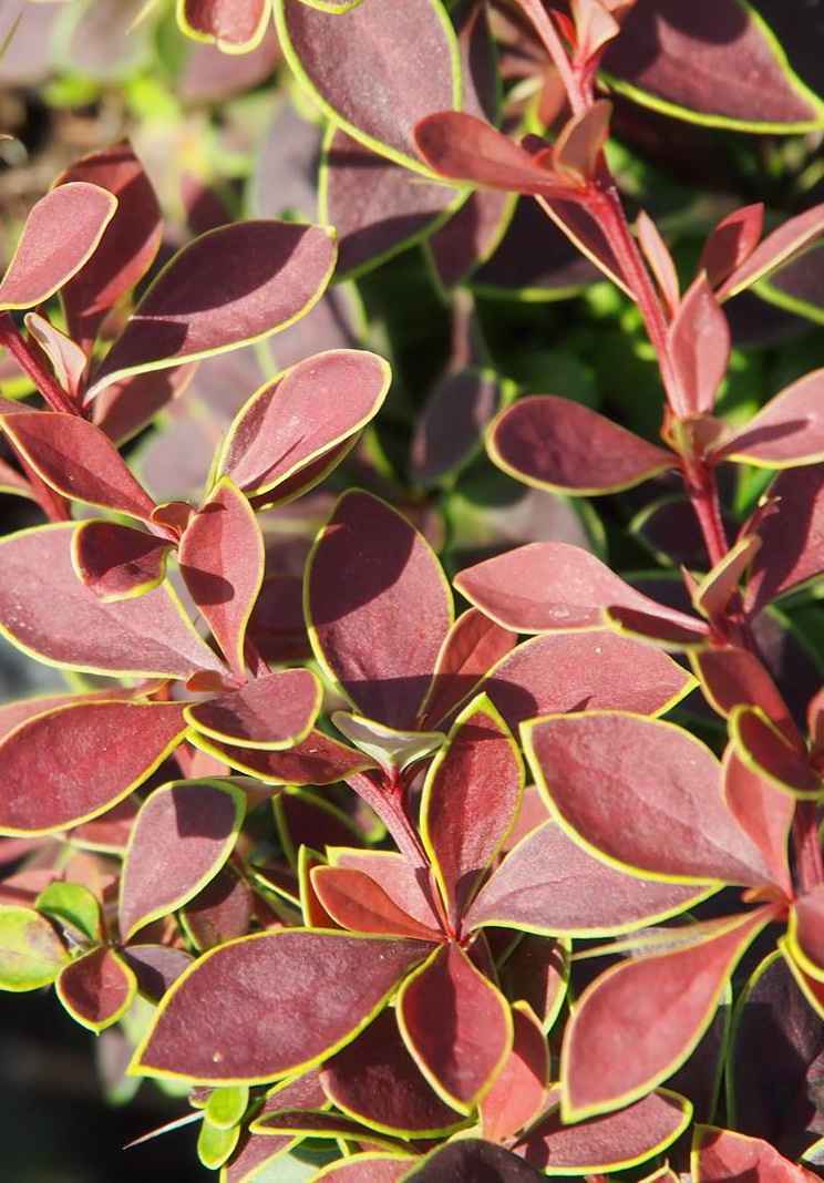 саженцы Барбарис Тунберга Coronita