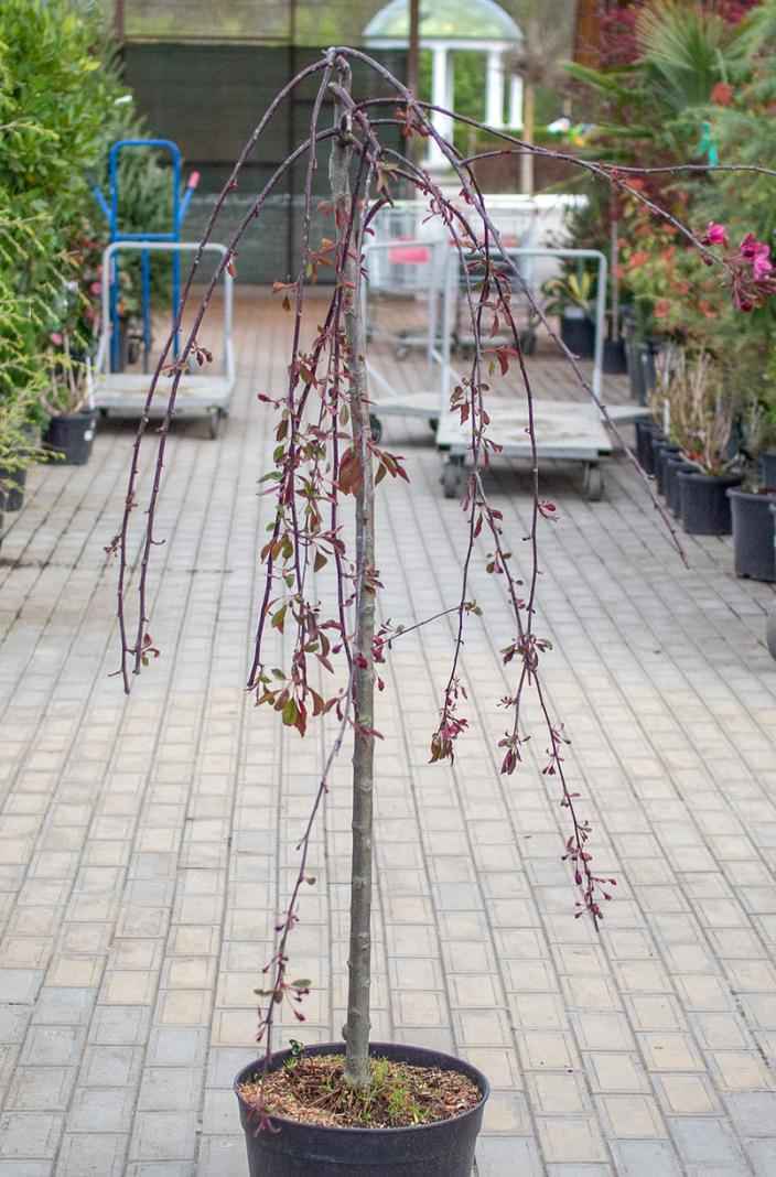 Саженцы яблоня royal beauty