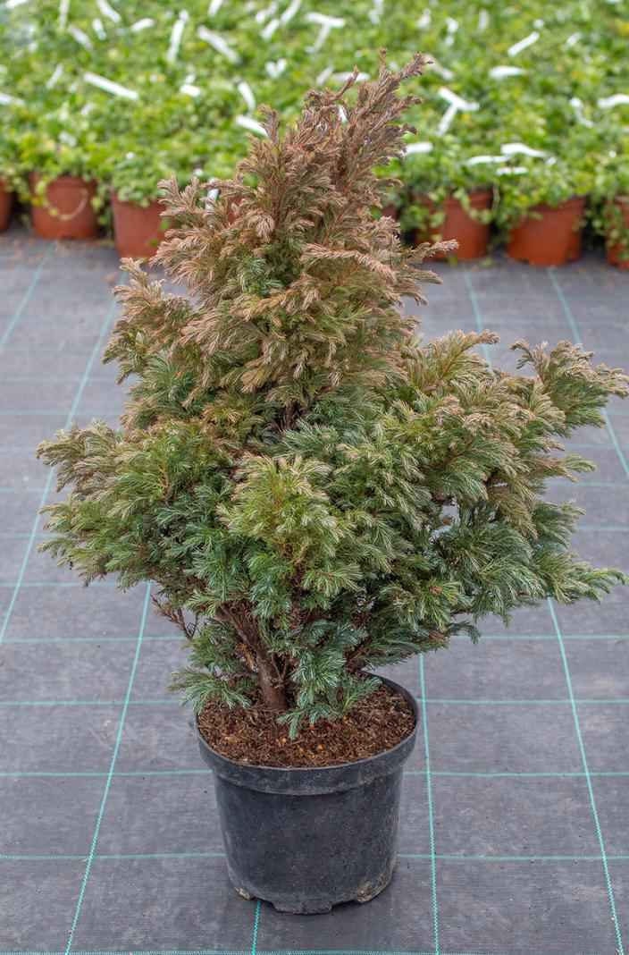 Купить кипарисовик горохоплодный boulevard деревья и растения