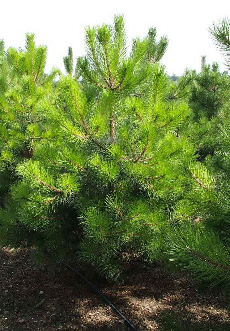 Купить сосна черная деревья и растения