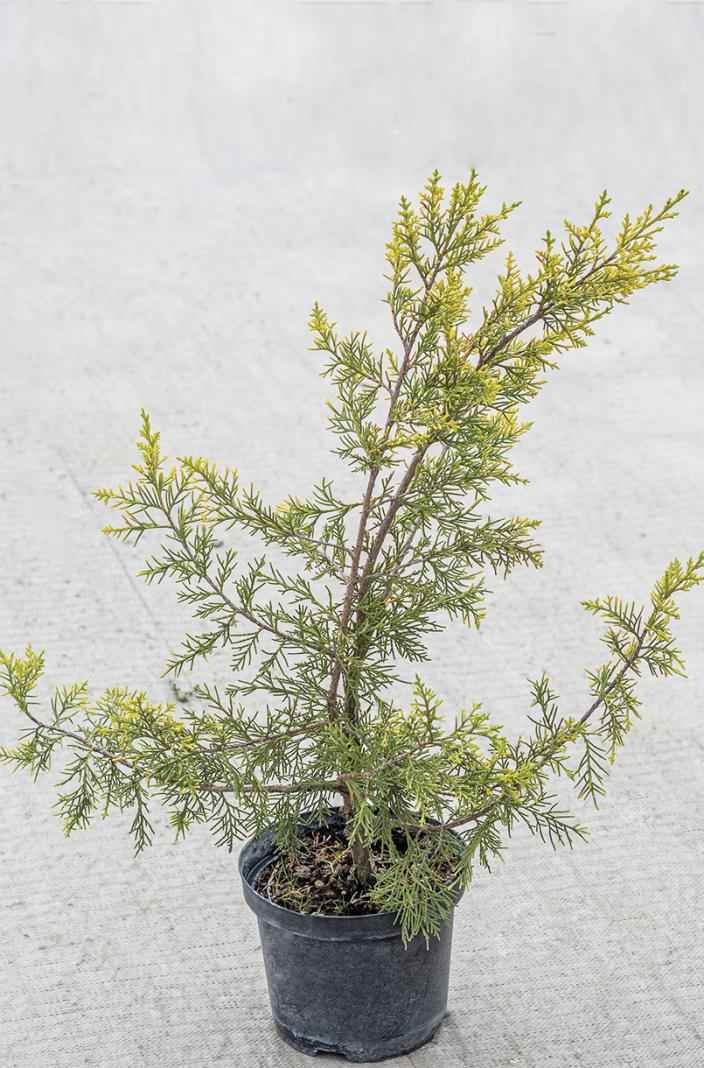 Купить можжевельник китайский keteleeri деревья и растения