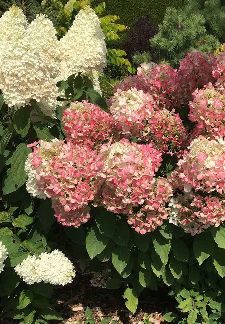 саженцы Гортензия метельчатая Diamant Rouge