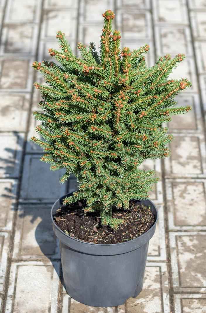 Купить ель обыкновенная compacta деревья и растения