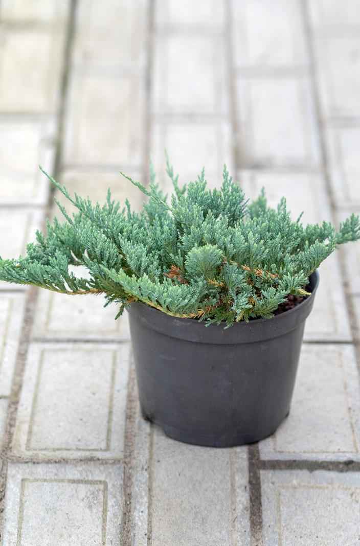 Купить можжевельник горизонтальный blue chip деревья и растения