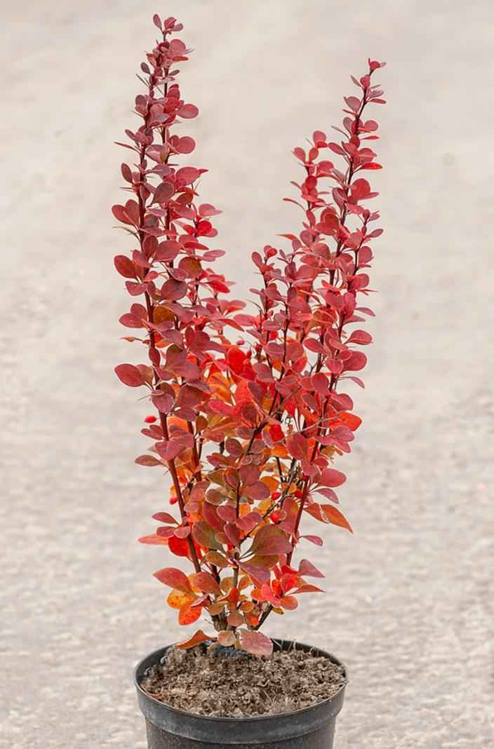 саженцы Барбарис Тунберга Red Pillar