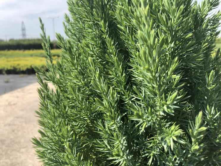 Купить можжевельник китайский stricta деревья и растения