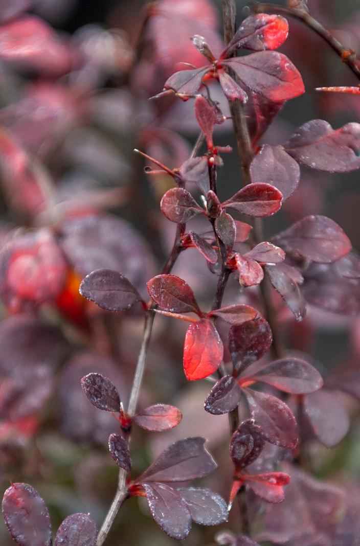 саженцы Барбарис Тунберга Dart's Red Lady