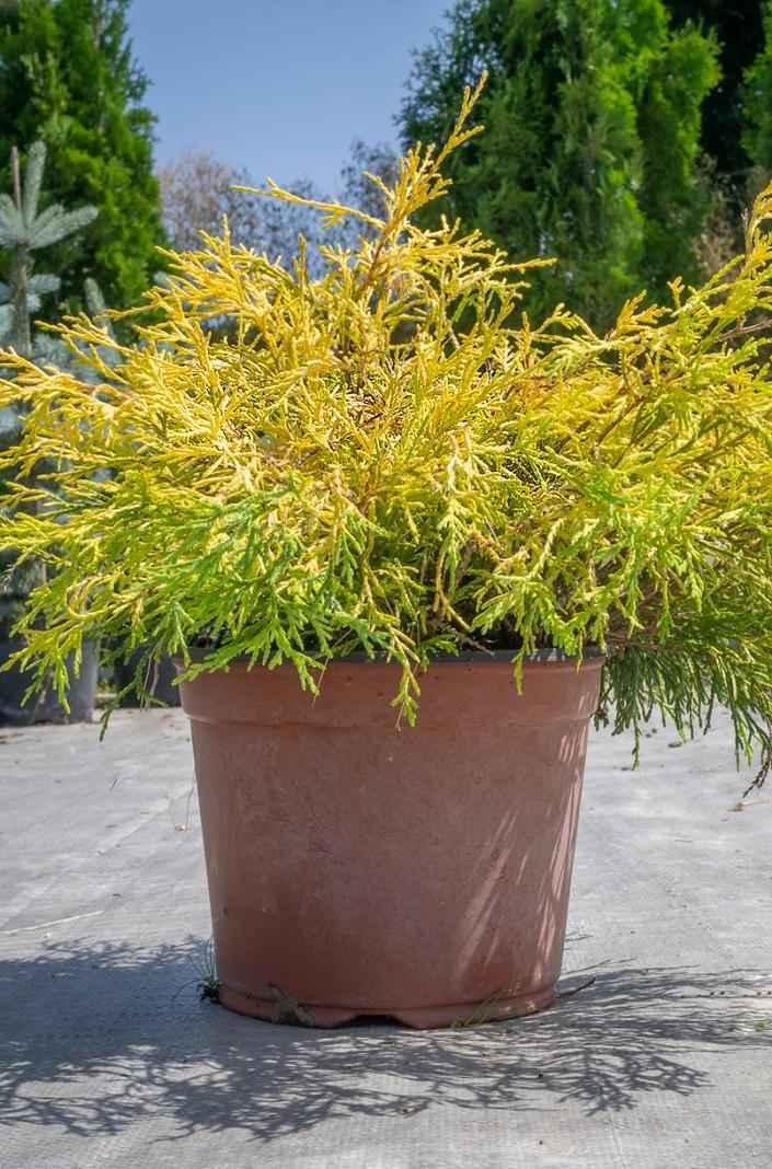 Купить кипарисовик горохоплодный filifera aurea деревья и растения