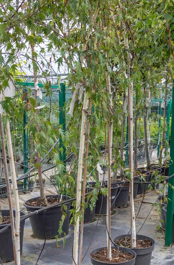 Саженцы береза плакучая laciniata (var. dalecarlica )