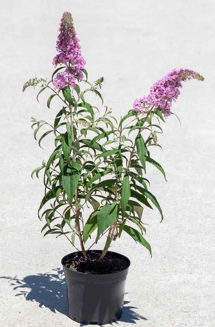 саженцы Буддлея Давида Pink Delight