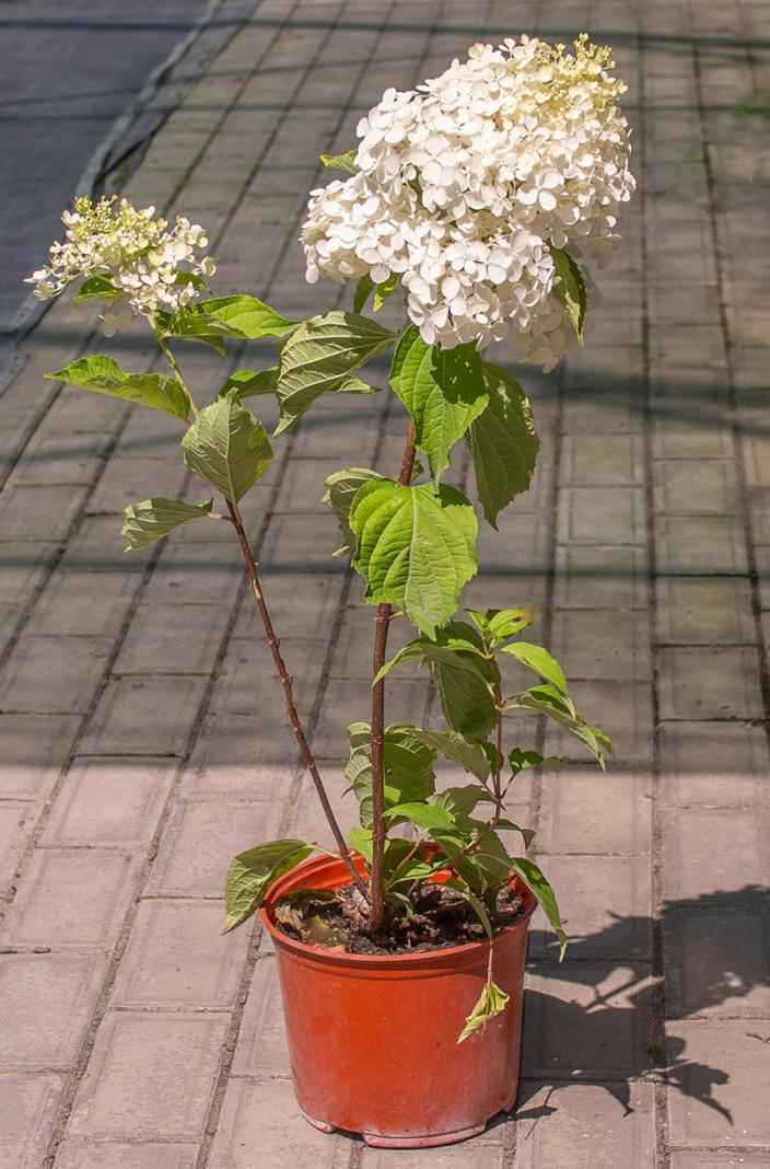 саженцы Гортензия метельчатая Unique