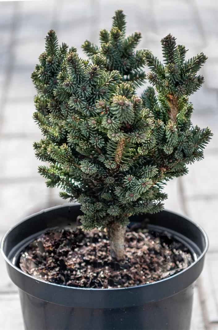 Купить ель канадская cecilia (skippack) деревья и растения