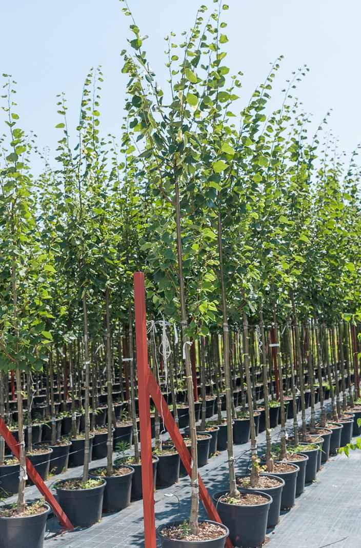 Саженцы липа европейская pallida