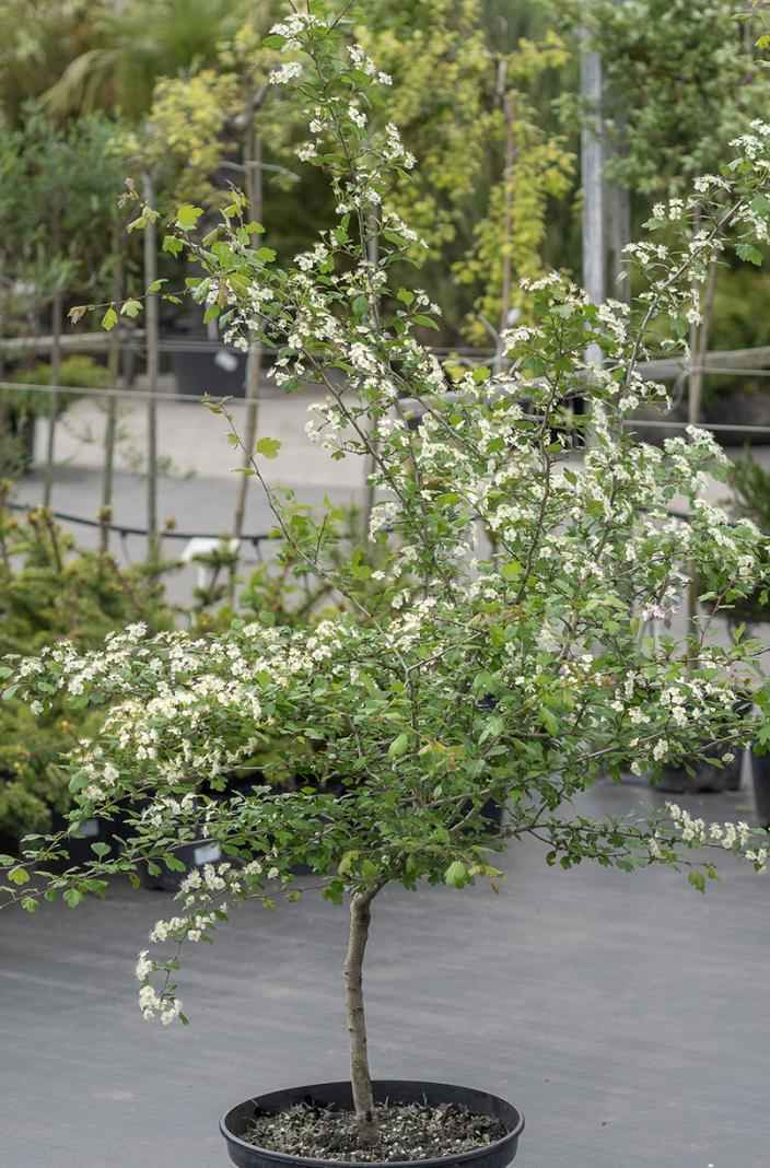 Саженцы боярышник обыкновенный (колючий)