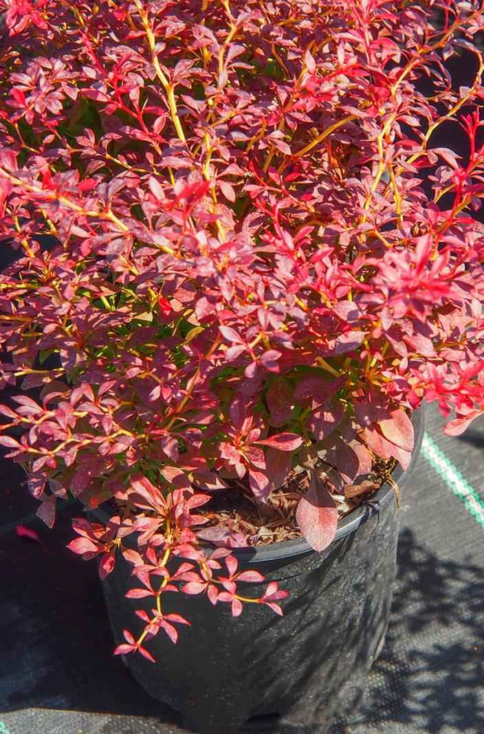 саженцы Барбарис Тунберга Orange Dream