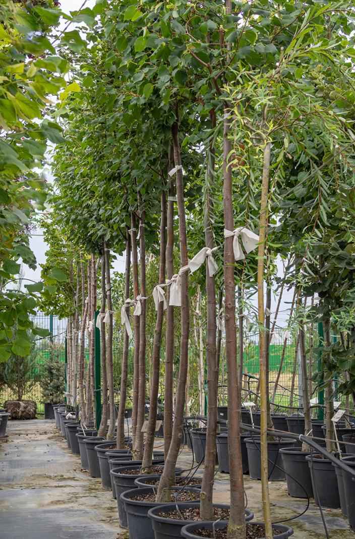 Саженцы липа мелколистная (сердцевидная) greenspire