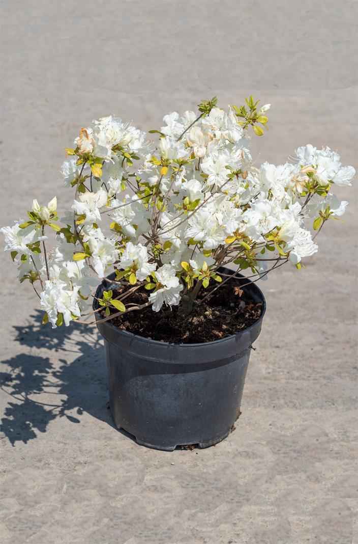 саженцы Азалия японская Schneesturm