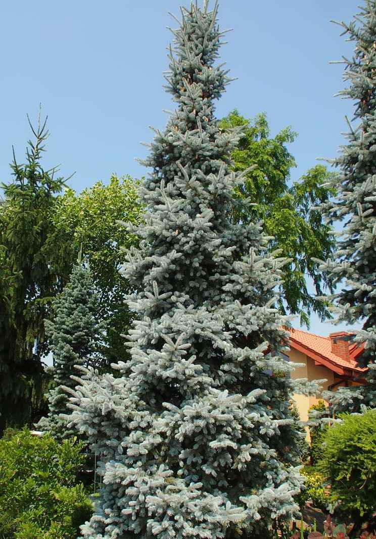 Купить ель колючая hoopsii деревья и растения