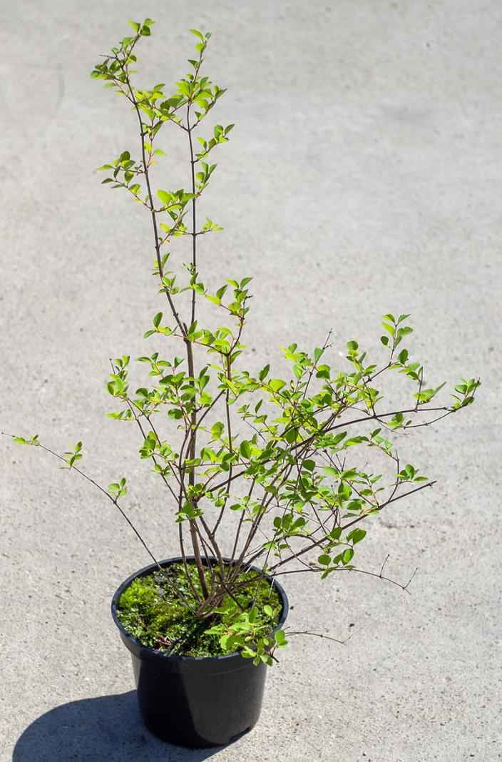 саженцы Снежноягодник Доренбоза Magic Berry