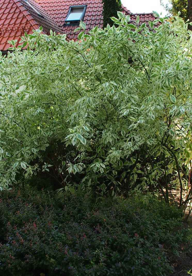 саженцы Дерен белый Elegantissima