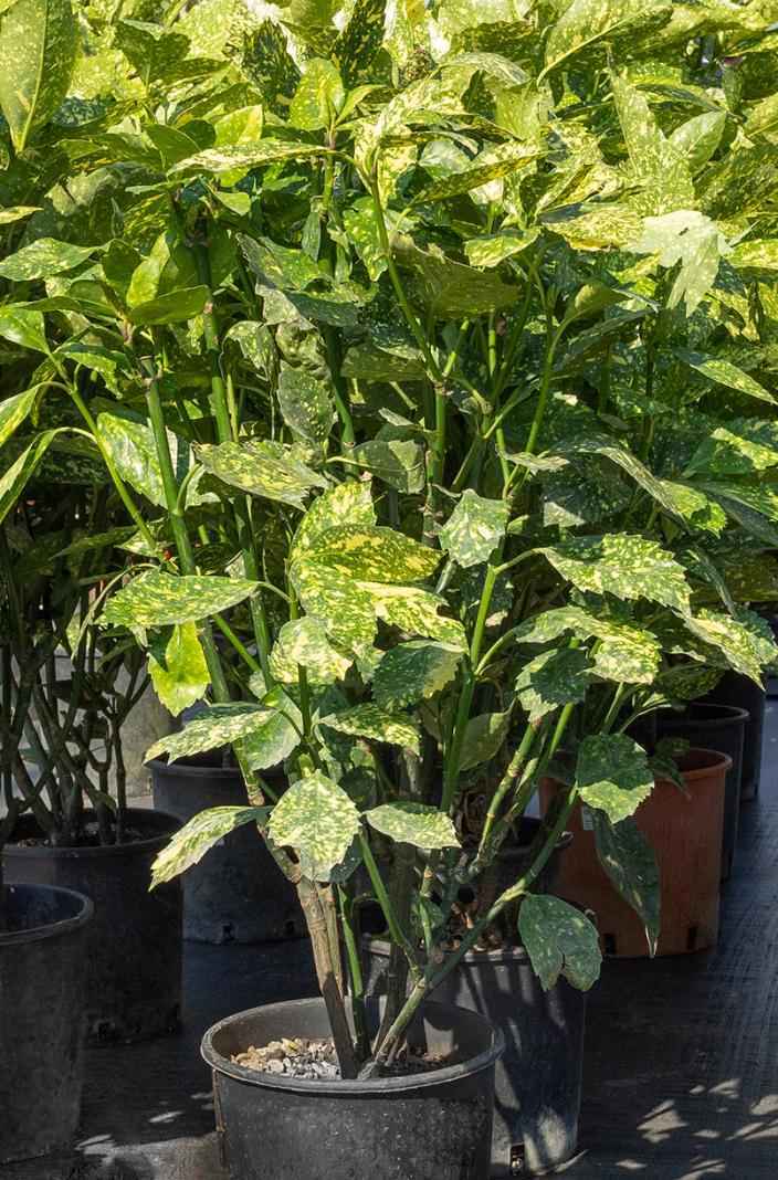 саженцы Аукуба (золотое дерево)