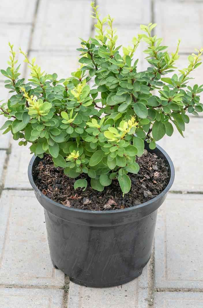 саженцы Барбарис Тунберга Green Cloud