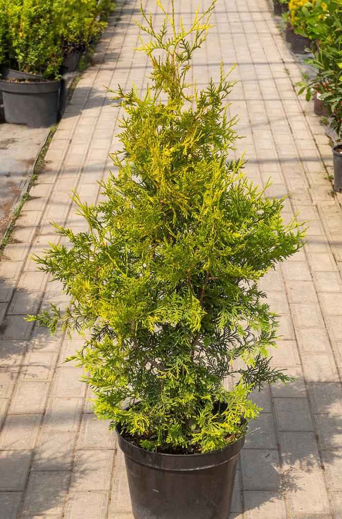 Купить туя западная голден брабант деревья и растения