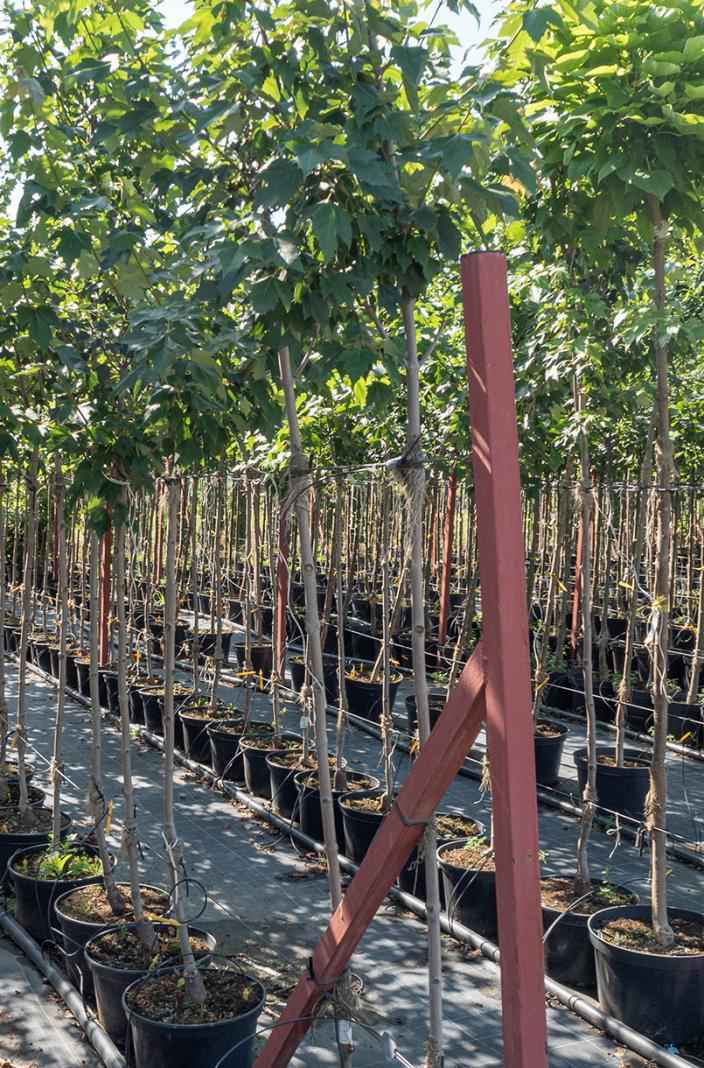 Саженцы клён остролистный