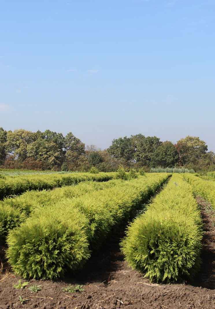 Купить туя западная woodwardii деревья и растения