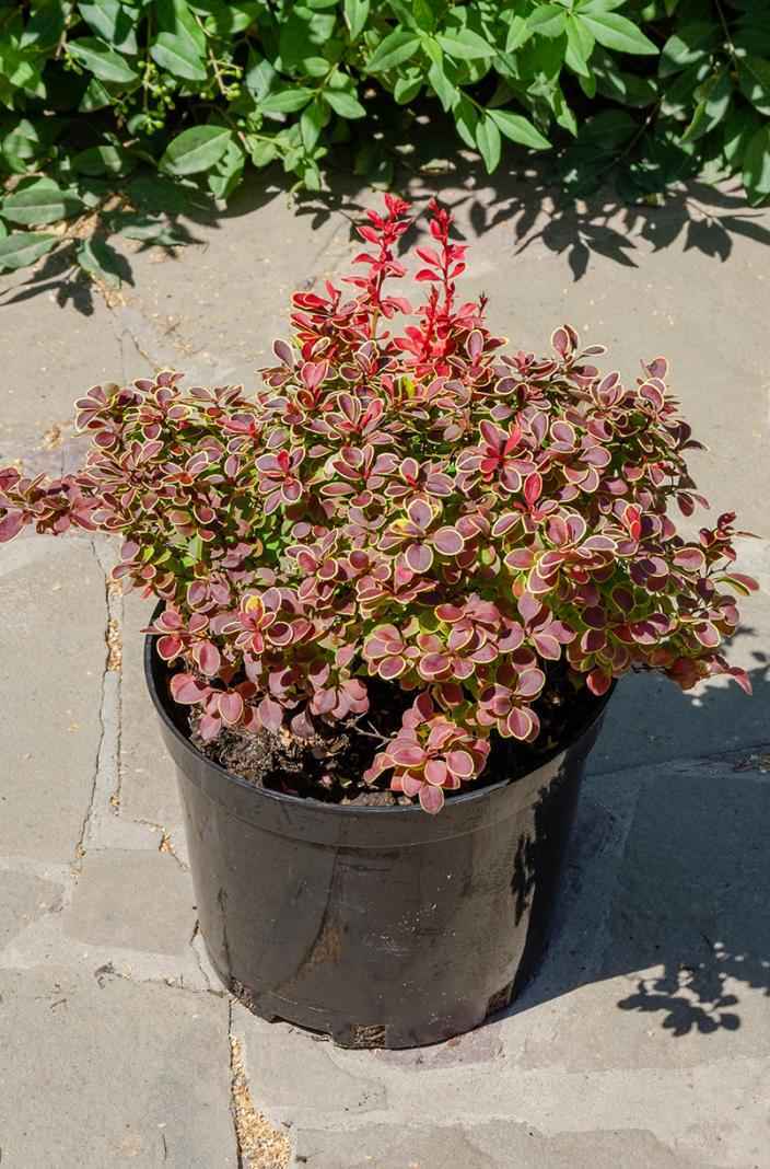 саженцы Барбарис Тунберга Admiration