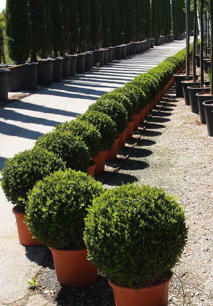 саженцы Самшит вечнозеленый