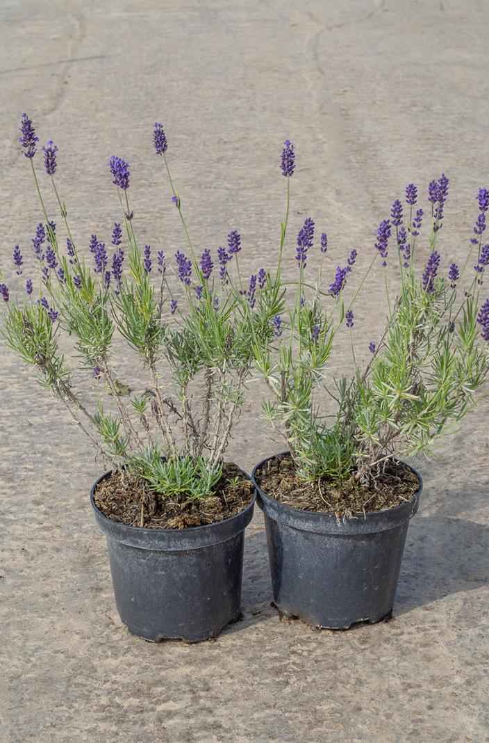 саженцы Лаванда узколистная Hidcote (Hidcote Blue)