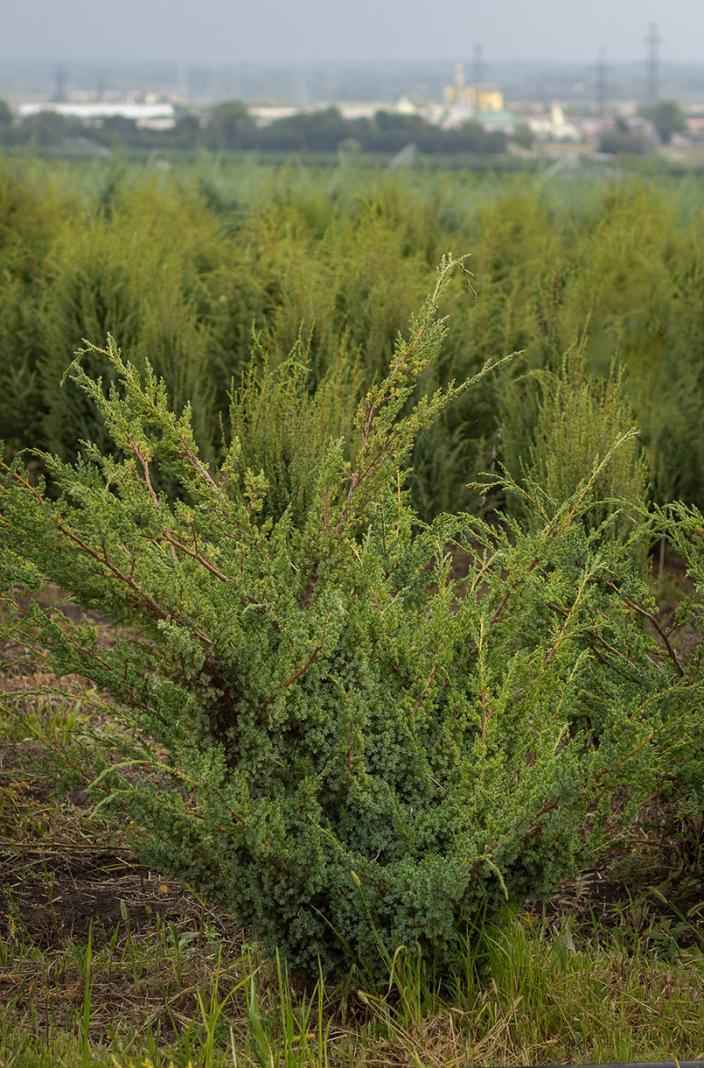 Купить можжевельник китайский blue alps деревья и растения