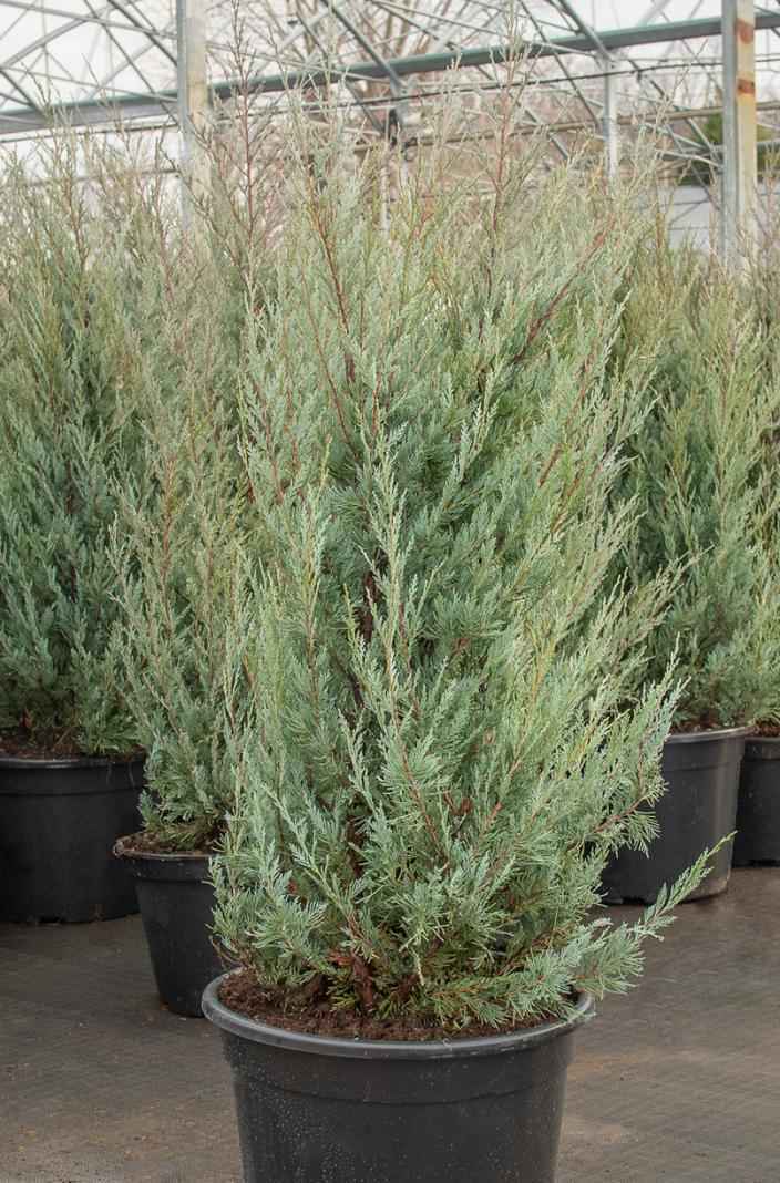 Купить можжевельник скальный moffat blue деревья и растения