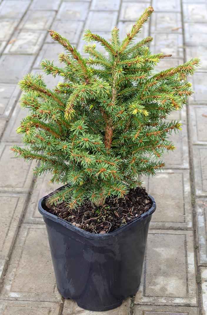 Купить ель обыкновенная brabant деревья и растения