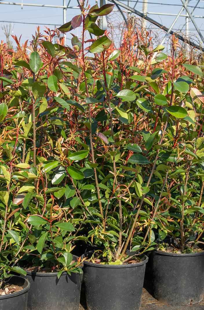 саженцы Фотиния